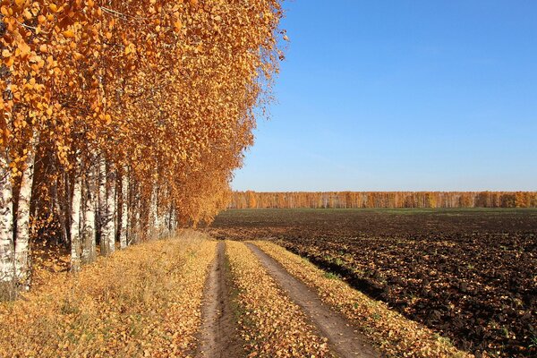 The road between the trees and the ground