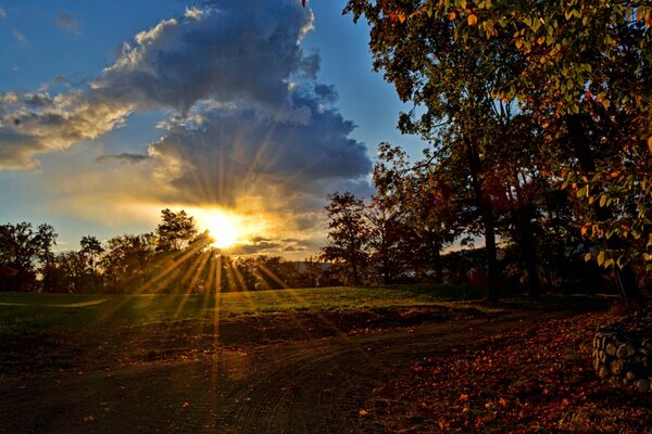 The sun through the foliage of trees