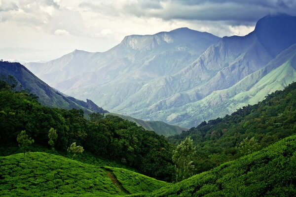 Plantations de thé en Inde
