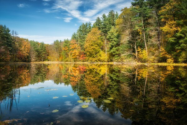Blue lake in the forest