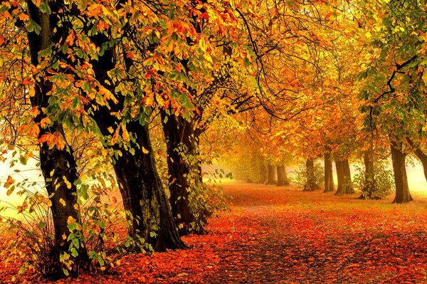 Bunte Herbststraße. Laubfall