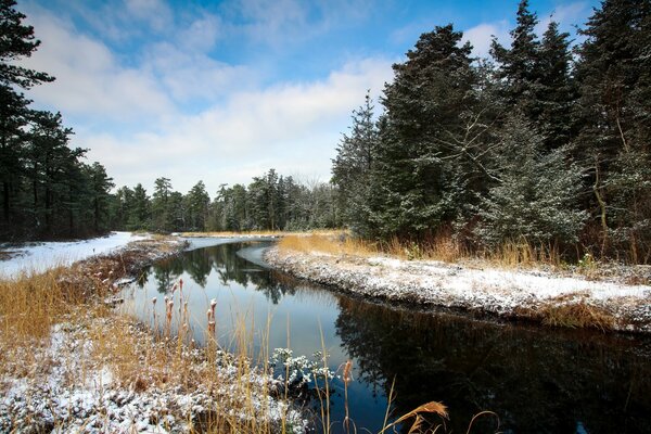 Fichten an den schneebedeckten Ufern des Flusses