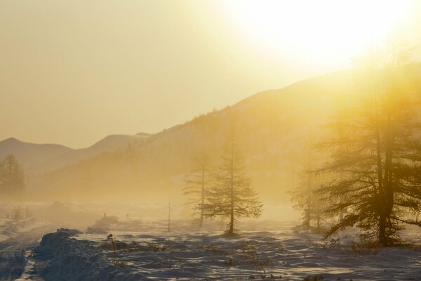Arbres dans la neige dans le paysage de brouillard