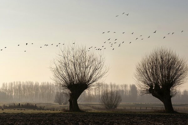 L arbre et les oiseaux du film Harry Potter