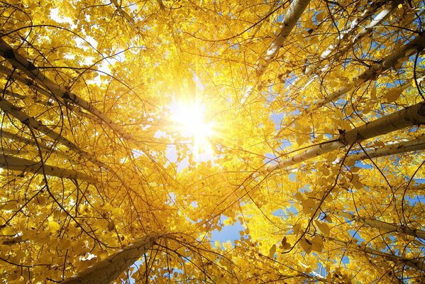 Die Sonne bricht durch die Blätter der Bäume