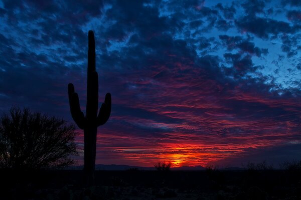 A lonely cactus at sunset