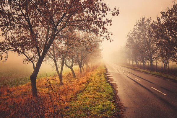 Camino de cuento de hadas a la vida de cuento de hadas