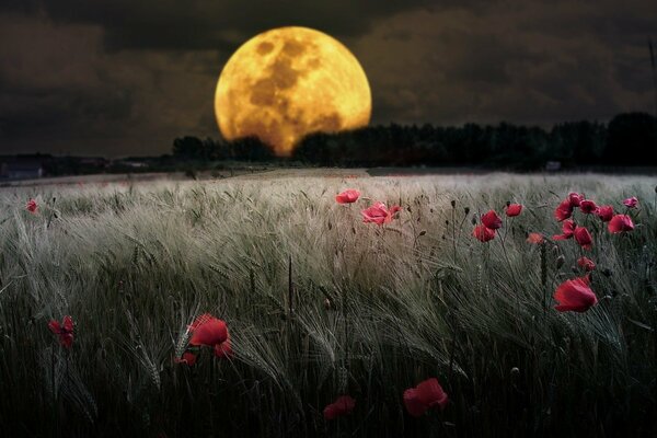 Der große Mond über dem Mohnfeld