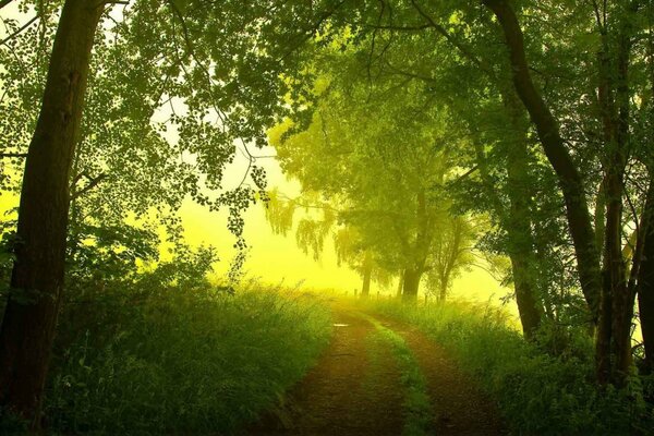 Landscape paths in the forest