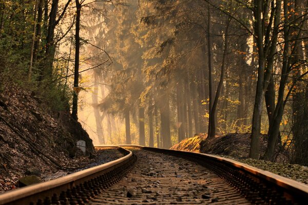Railway in the autumn forest