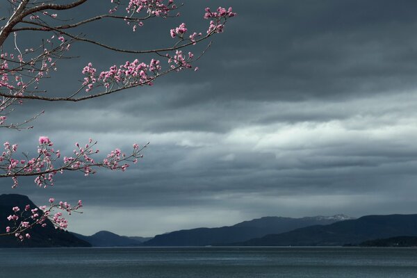 Arbre en fleurs sur fond de paysage nuageux