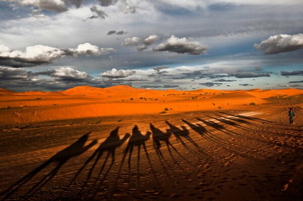 Fascinante Caravana de camellos en el desierto