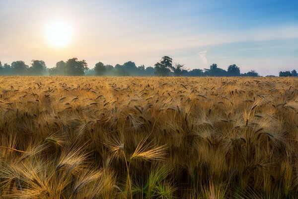 Champ avec des épis, éclairé par le soleil