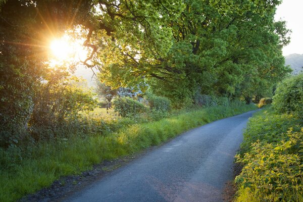 A road passing through a wooded area