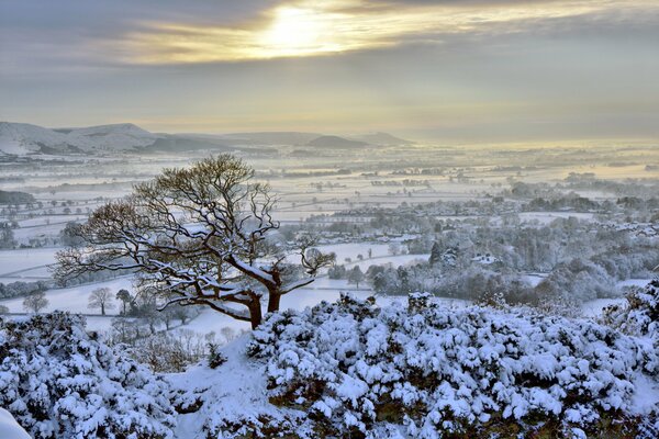 A tree in a field in the snow