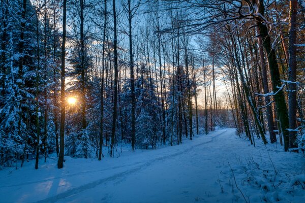 Morning sun through the snow-covered forest