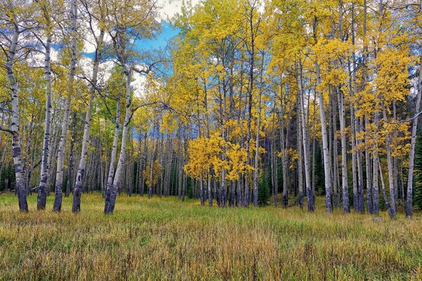 Russian birches in the coniferous forest