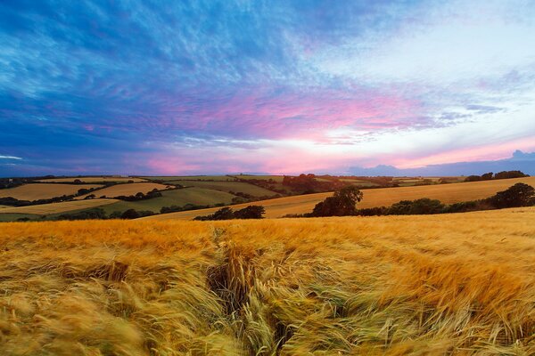 Endless wheat field in summer