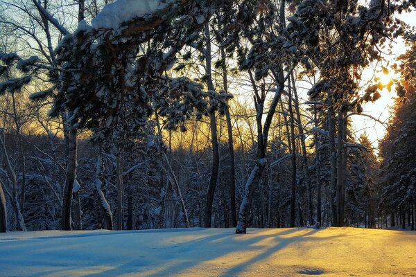 Winter landscape of the mighty forest
