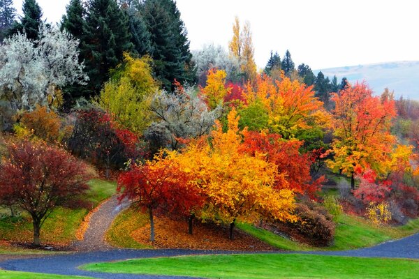 Arbres d automne avec des feuilles tombantes dans le parc