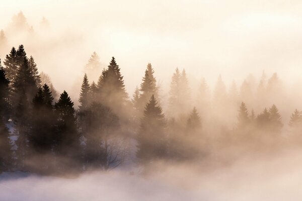 Brouillard du matin dans la forêt sombre
