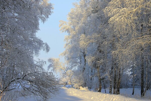 Schneeräumte Straße zwischen verschneiten Bäumen und Schneewehen