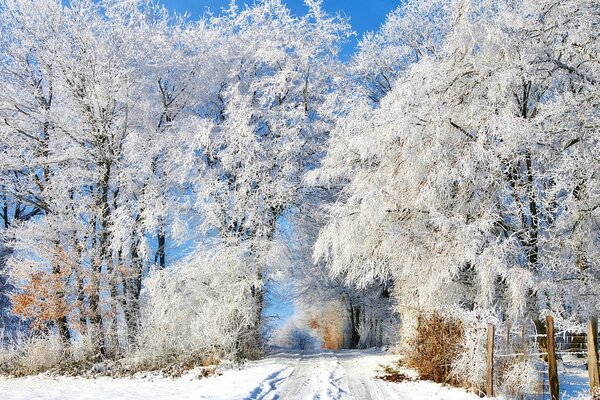 Alberi nella neve, strada innevata