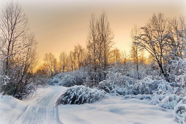 Forêt d hiver moelleux