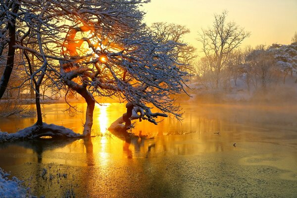 Tramonto invernale vicino al lago nella foresta
