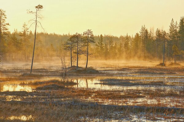 Brouillard du matin dans la forêt au lever du soleil