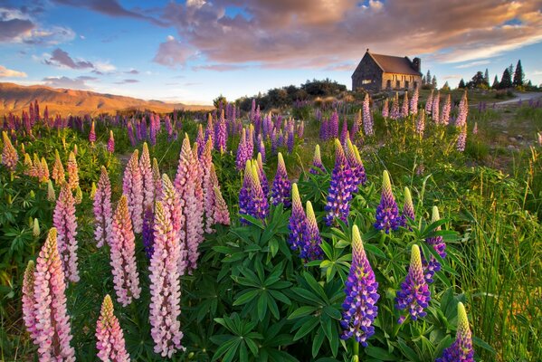 Fiori incredibili sul campo la sera