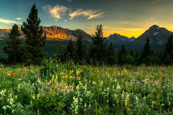 Radura di fiori e paesaggio di montagna
