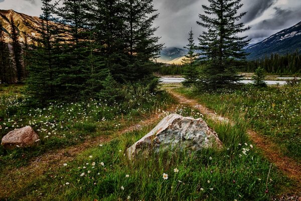 Nature landscape flowers in the forest and mountains