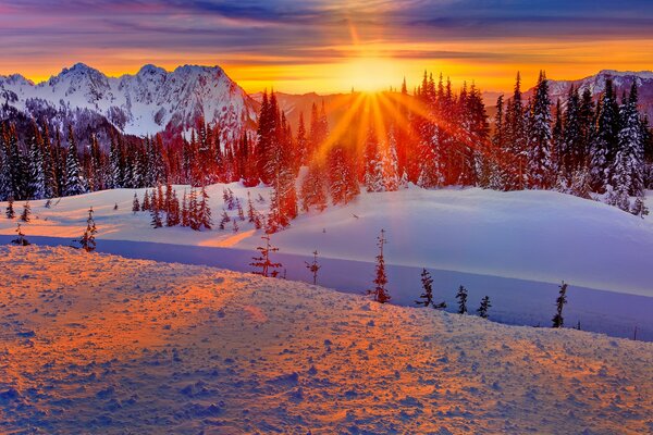 Alba nella foresta innevata