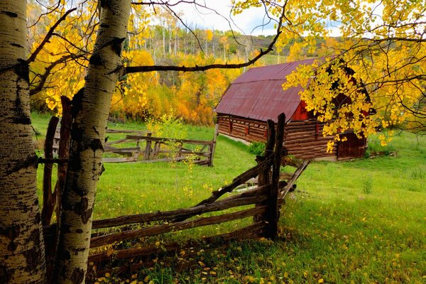 Automne coloré et feuilles jaunes