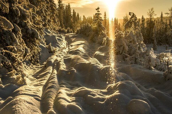 Die Sonne scheint von der verschneiten Straße im Wald