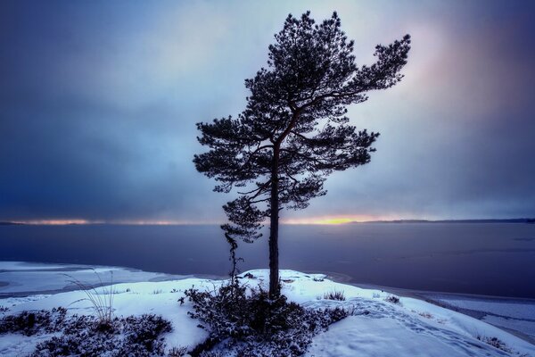 A coniferous tree on the top of a mountain covered with snow