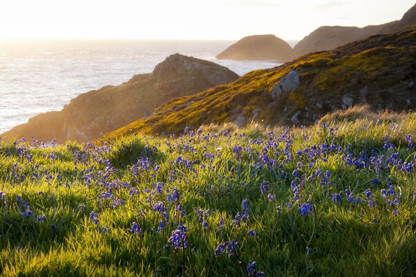 Das Meer und die felsige Küste, eine Lichtung mit Blumen