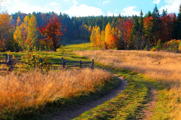 Colorful colors of trees in autumn